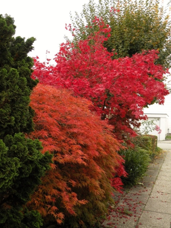 Diesen herbstliche Eindruck aus der Gartenstadt I stammt von Günther Mayr.